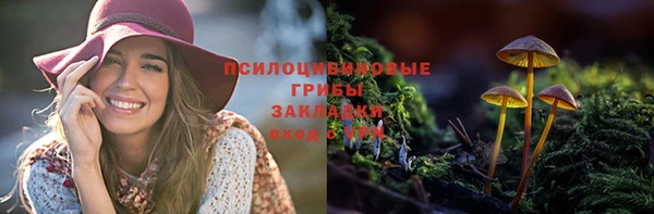 прущие грибы Алзамай